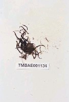 藏品(球蒴金髮苔)的圖片